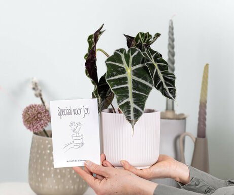 Alocasia Polly