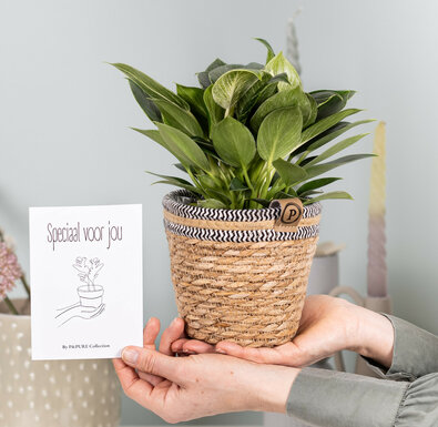 Philodendron white wave