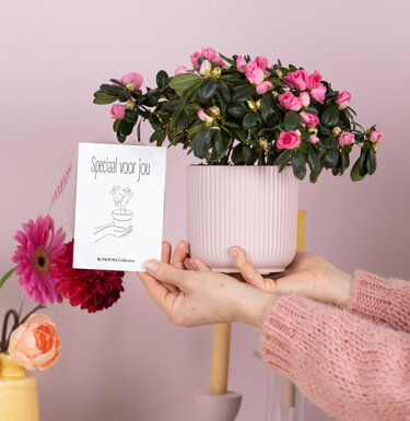 Azalea roze