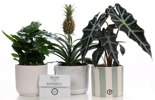 Plant cadeau voor jezelf