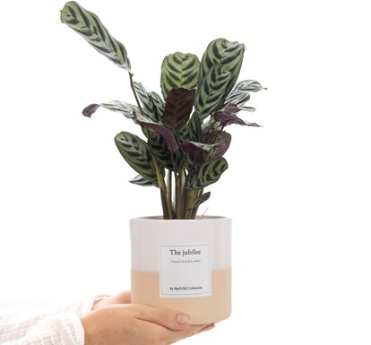 Plant cadeau jubileum