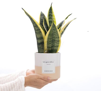 Plant cadeau onboarding