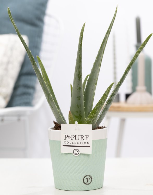 betaling virtueel gevaarlijk Aloe Vera met bloempot P&PURE Collection Valerie groen/wit | Kant & Klaar  thuisbezorgd - Plantshopper