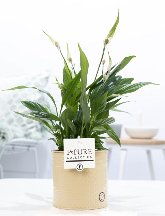 Lepelplant P&PURE Collection Louise | verzending! - Plantshopper