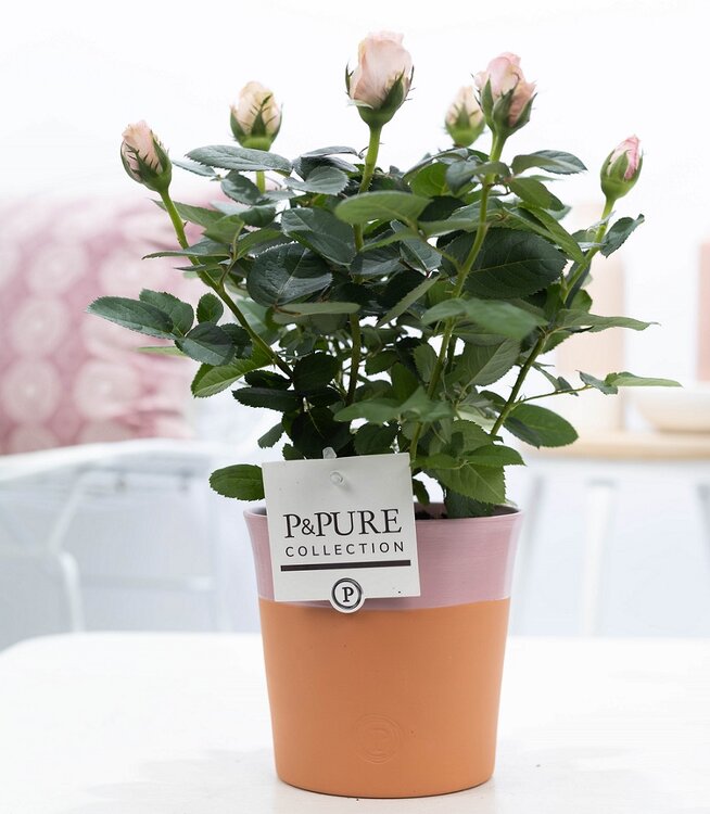 Roos licht roze kleur met P&PURE Collection bloempot Terra Cotta roze kopen? Bestel online - Plantshopper