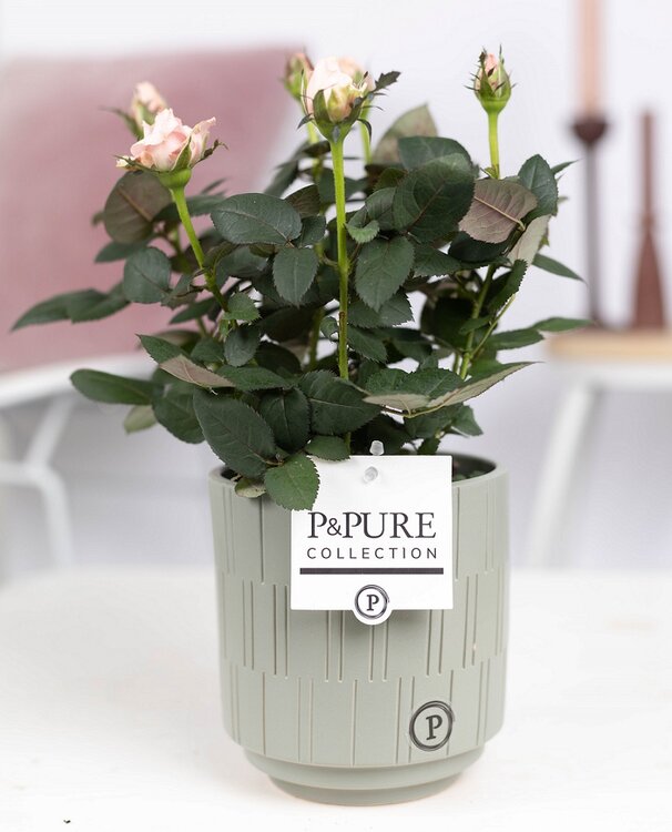 Roos in licht roze kleur met P&PURE Collection bloempot Tess grijs kopen? Bestel - Plantshopper