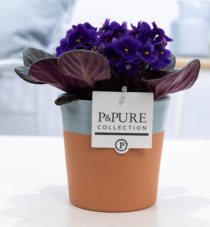 Verslaafd hoekpunt Sta op Kaaps viooltje (Saintpaulia) paars met bloempot Terra Cotta blauw -  Plantshopper