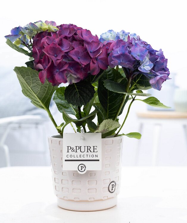 Ja Bende Claire Hortensia kamerplant blauw met bloempot Floor wit - Plantshopper