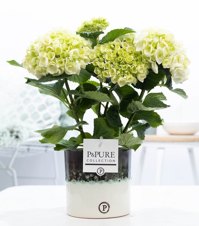 Saga behang Reductor Hortensia kamerplant wit met bloempot Illusion - Plantshopper