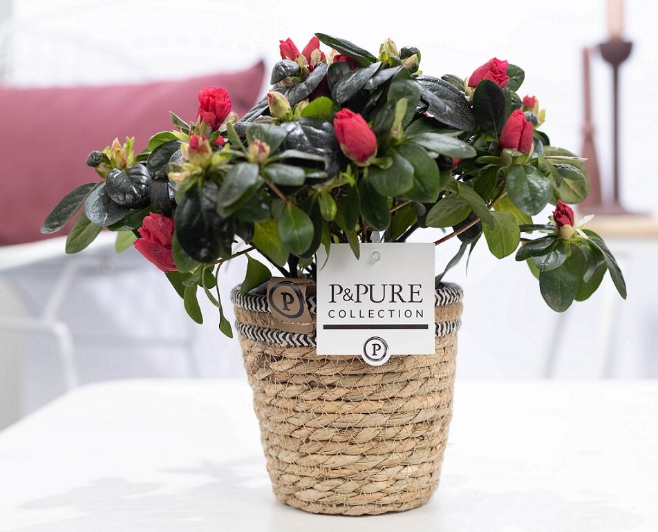 Azalea rood met P&amp;PURE Collection bloempot Basket mand
