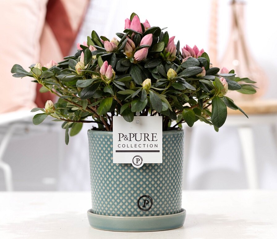 Azalea Rhododendron roze met bloempot Lauren