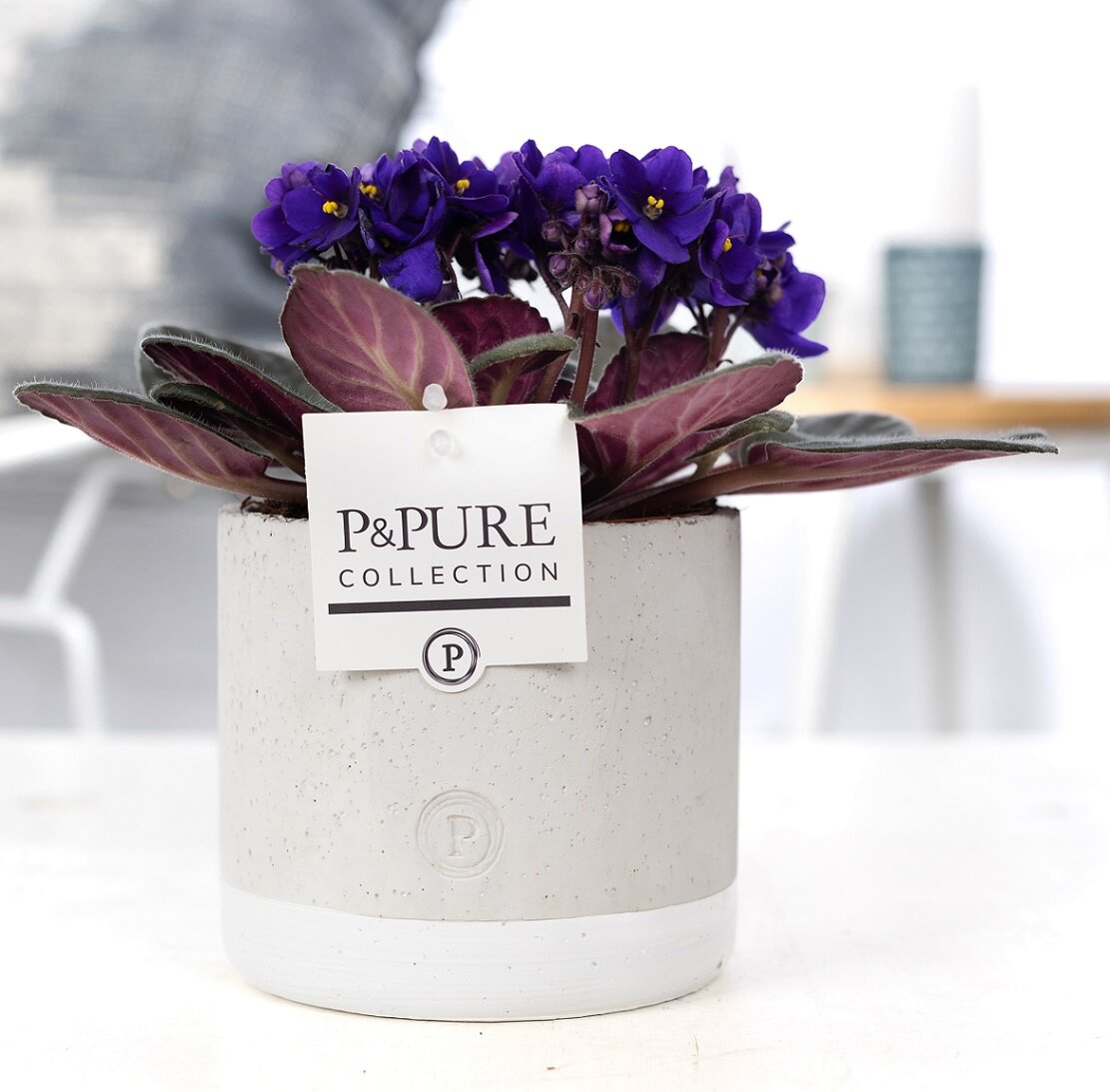 Kaaps viooltje (Saintpaulia) paars met bloempot Jade