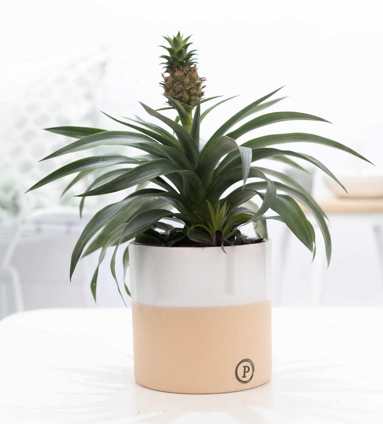 Ananasplant cadeau met keramieken pot