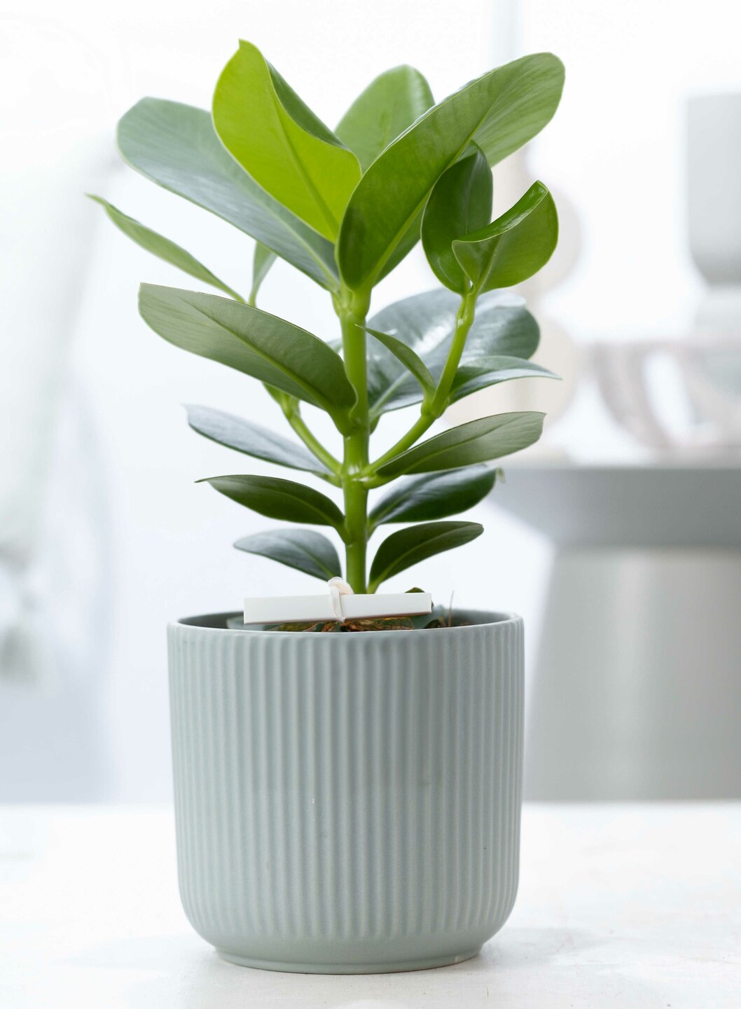Een speciaal voor jou plantje met sierpot