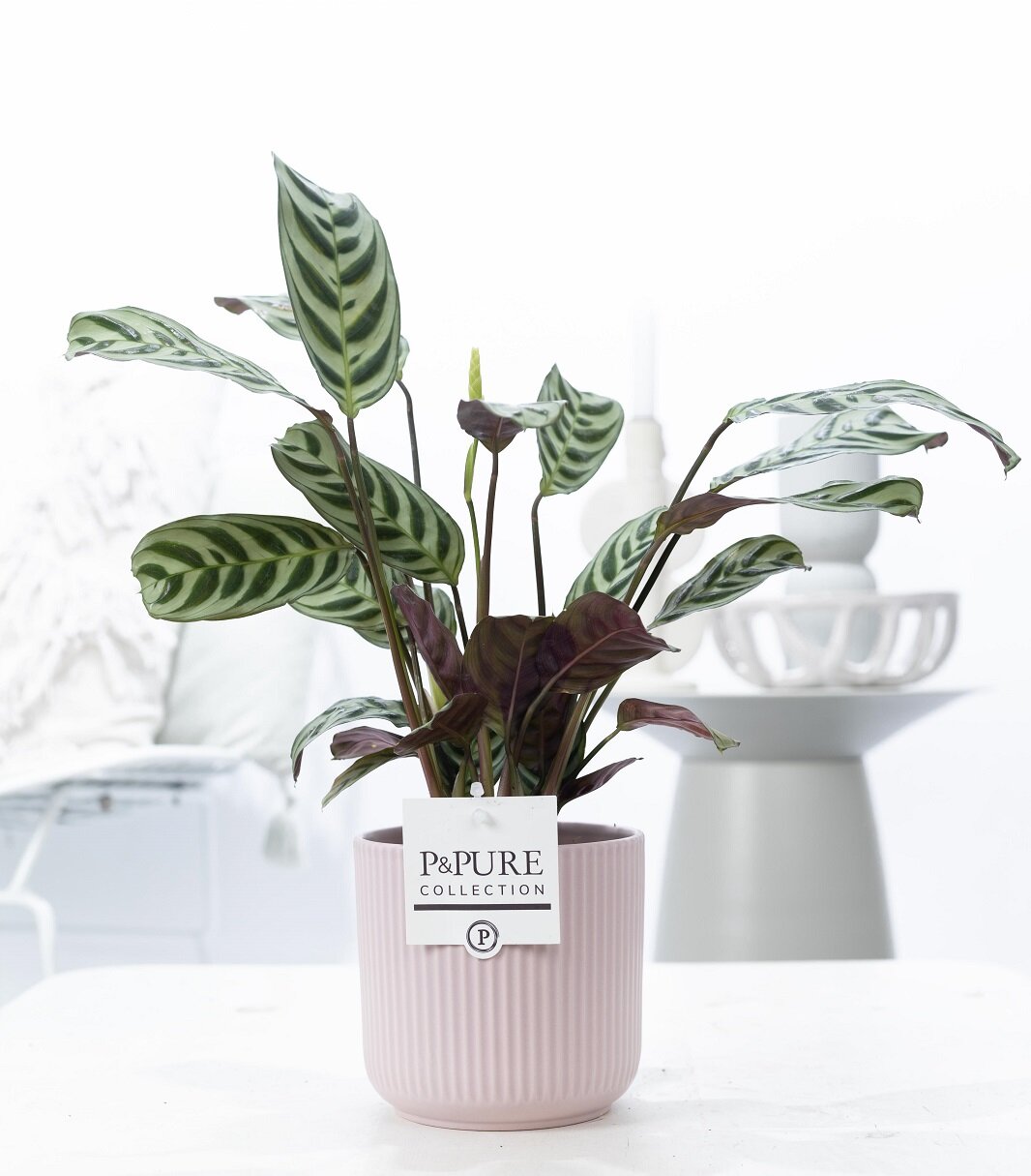 Bedankt cadeau met plant en keramieken pot