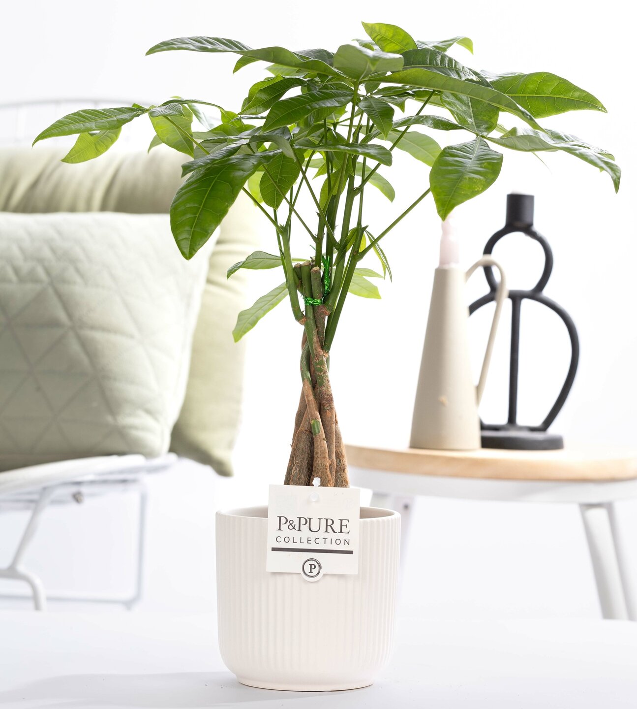 Geldboompje incl. witte mooie pot  cadeau