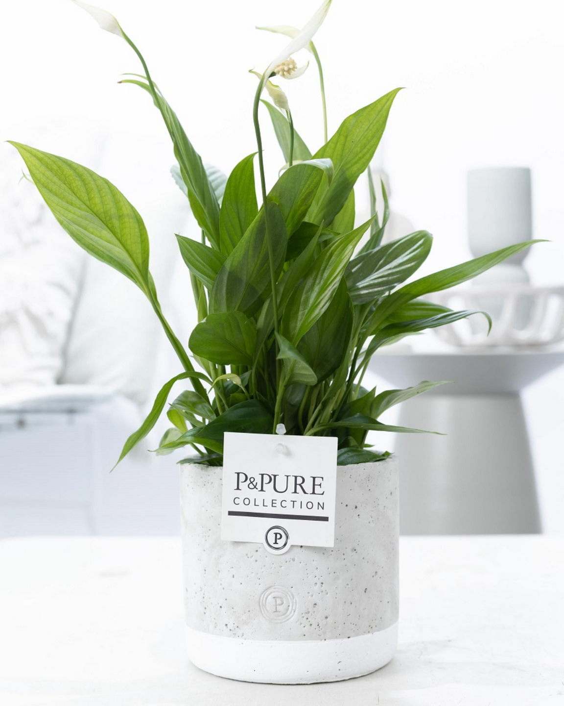 Plant cadeau Lepelplant incl. grijze betonnen pot