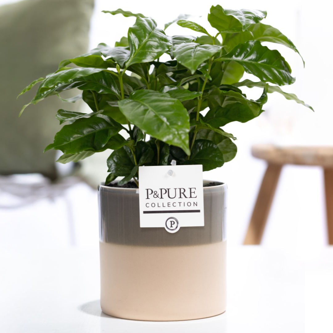 Plant cadeau Koffieplantje incl. groene trendy pot