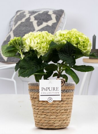 Wrok Terugbetaling Raadplegen Hortensia kamerplant wit met bloempot Basket mand - Plantshopper