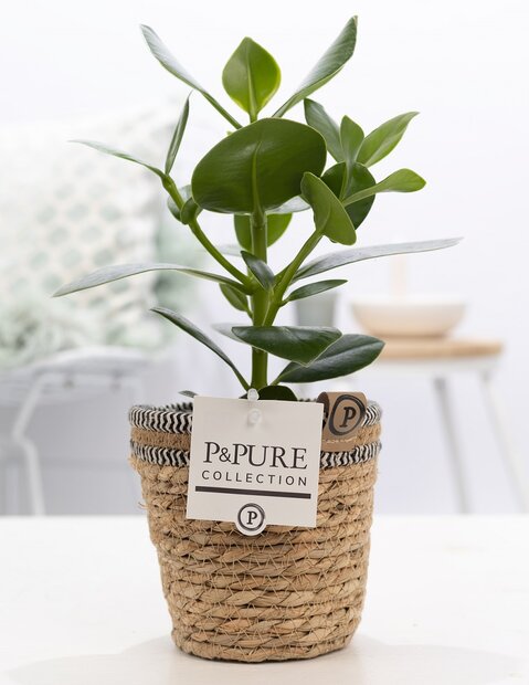 Plant cadeau Clusia rosea incl. naturelle mand