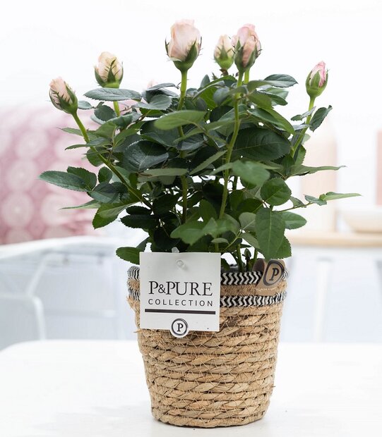 Plant cadeau Roze Roos incl. naturelle mand
