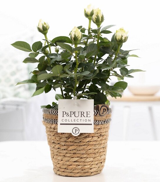 Plant cadeau Witte Roos incl. naturelle mand