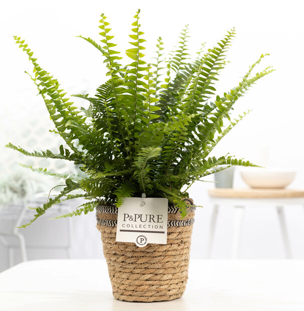 Plant cadeau Krulvaren incl. naturelle mand