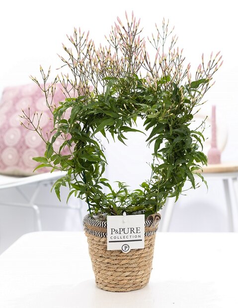 Plant cadeau Jasmijn incl. naturelle mand