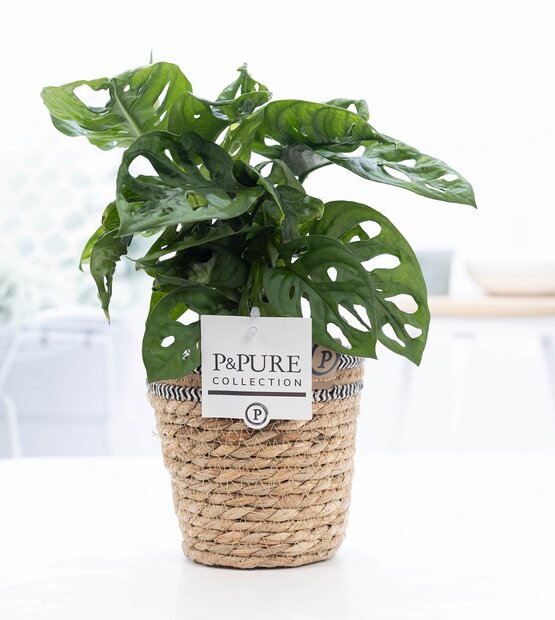 Plant cadeau Gatenplant incl. naturelle mand
