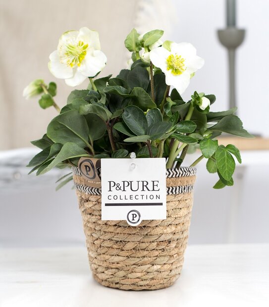 Plant cadeau Kerstroos incl. naturelle mand