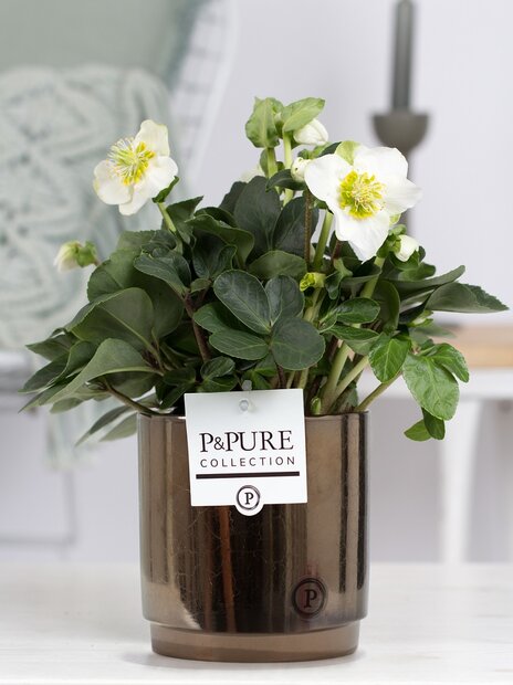 Plant cadeau Kerstroos incl. goudbrons unieke pot