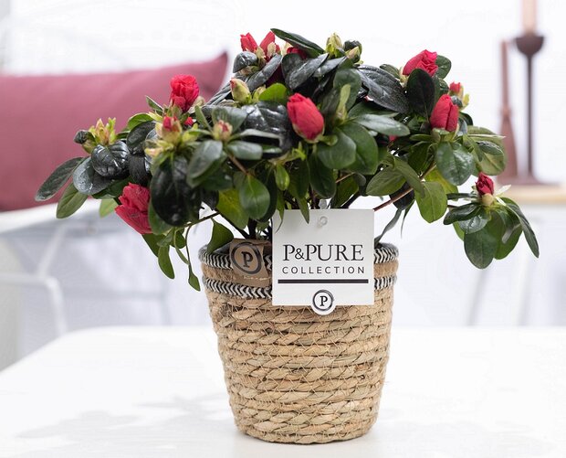 Plant cadeau rode Azalea in naturelle mand