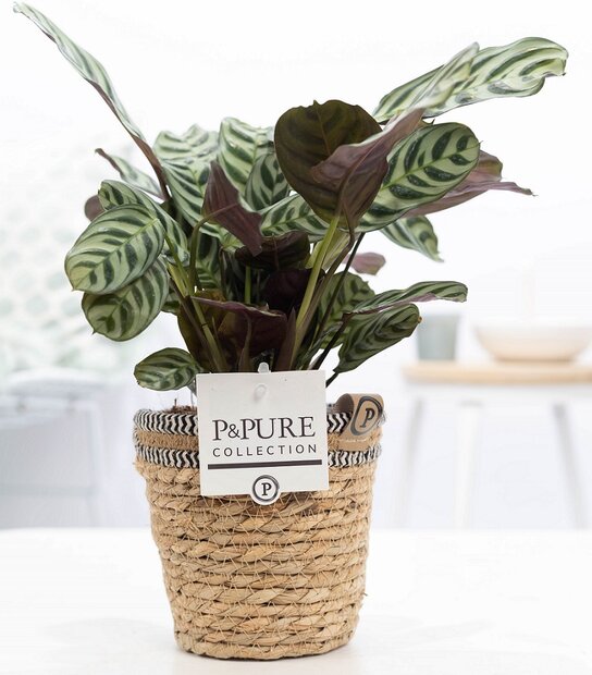 Plant cadeau Ctenanthe Burle Marxii incl. naturelle mand