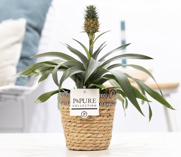 Plant cadeau Ananasplant incl. naturelle mand