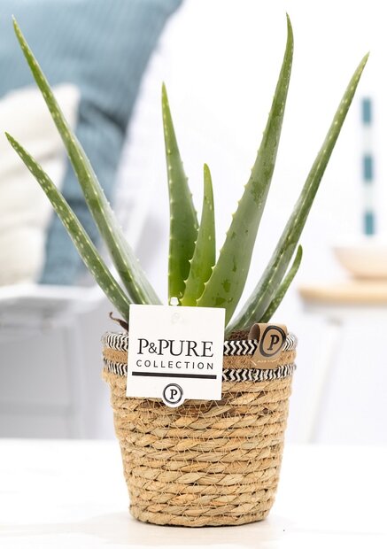Plant cadeau Aloe Vera incl. naturelle mand