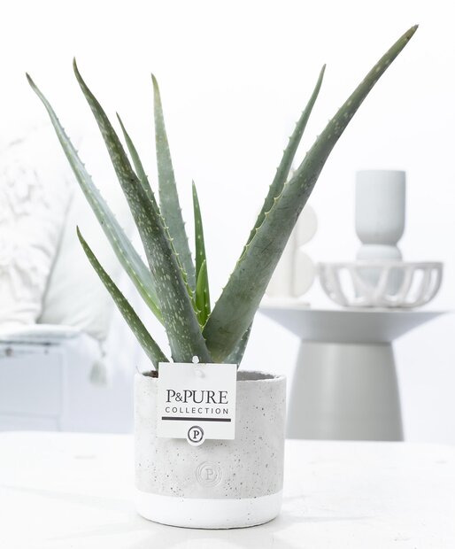 Plant cadeau Aloe Vera incl. grijze betonnen pot