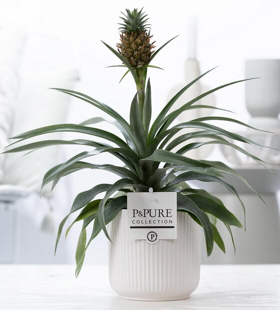 Plant cadeau Ananasplant incl.  witte mooie pot