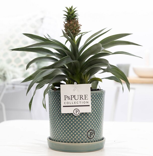 Plant cadeau Ananasplant incl. groene unieke pot