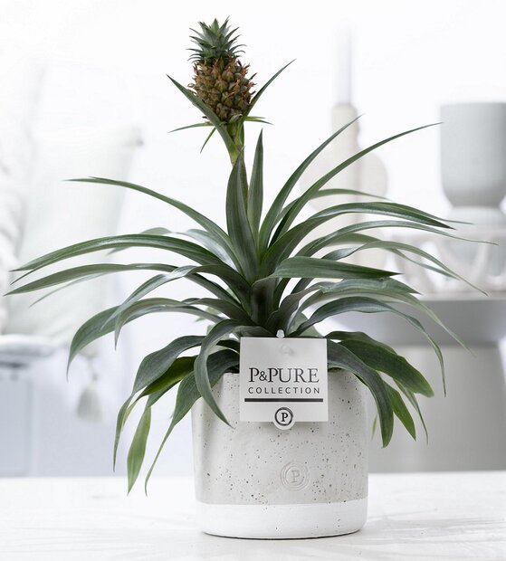 Plant cadeau Ananasplant incl. grijze betonnen pot