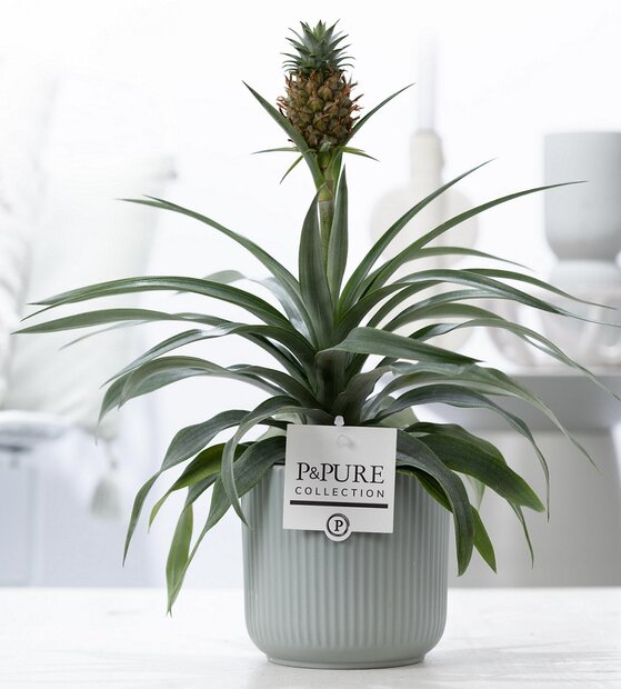 Plant cadeau Ananasplant incl. groene mooie pot