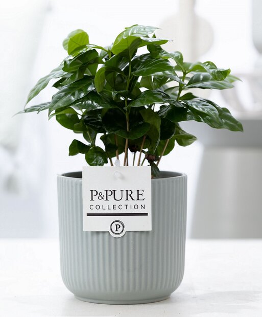Plant cadeau Koffieplantje incl. groene mooie pot