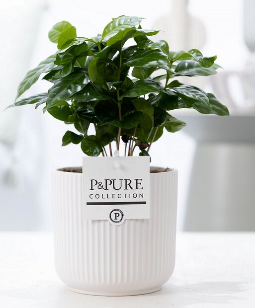 Plant cadeau Koffieplantje incl.  witte mooie pot