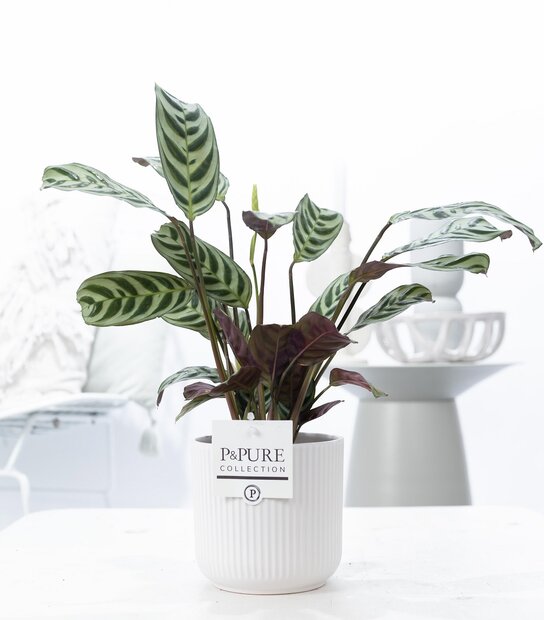 Plant cadeau Ctenanthe Burle Marxii incl.  witte mooie pot