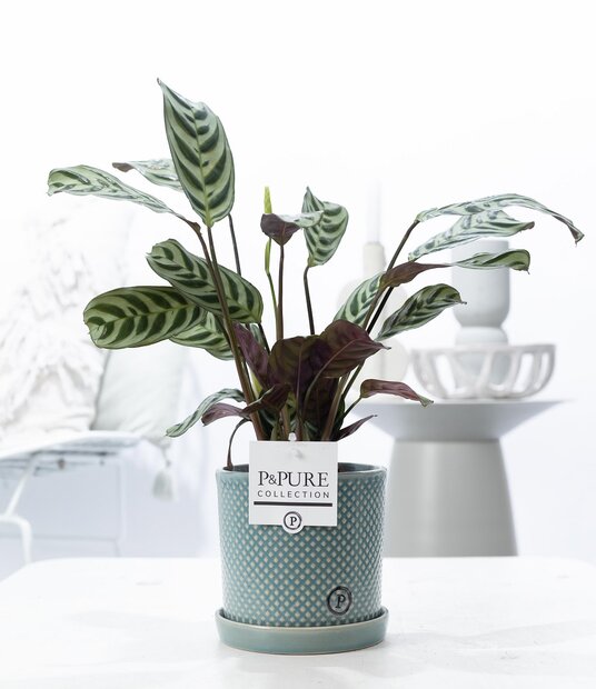 Plant cadeau Ctenanthe Burle Marxii incl. groene unieke pot