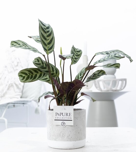 Plant cadeau Ctenanthe Burle Marxii incl. grijze betonnen pot