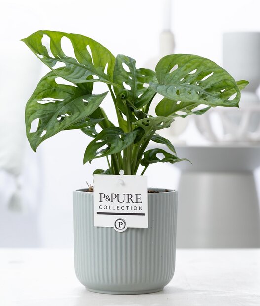 Plant cadeau Gatenplant incl. groene mooie pot