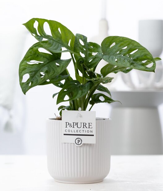 Plant cadeau Gatenplant incl.  witte mooie pot