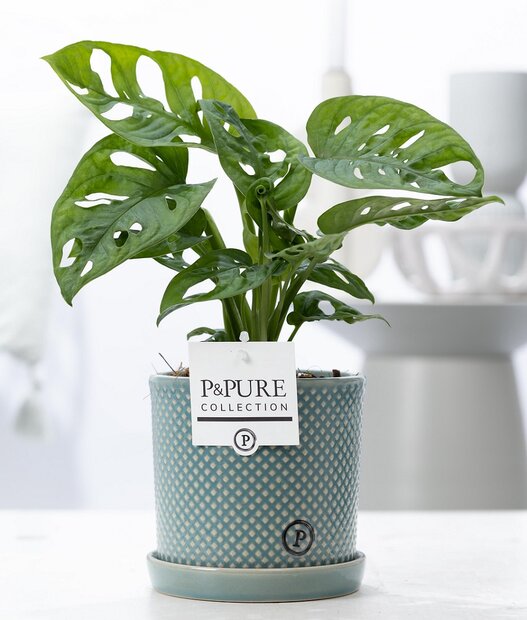 Plant cadeau Gatenplant incl. groene unieke pot