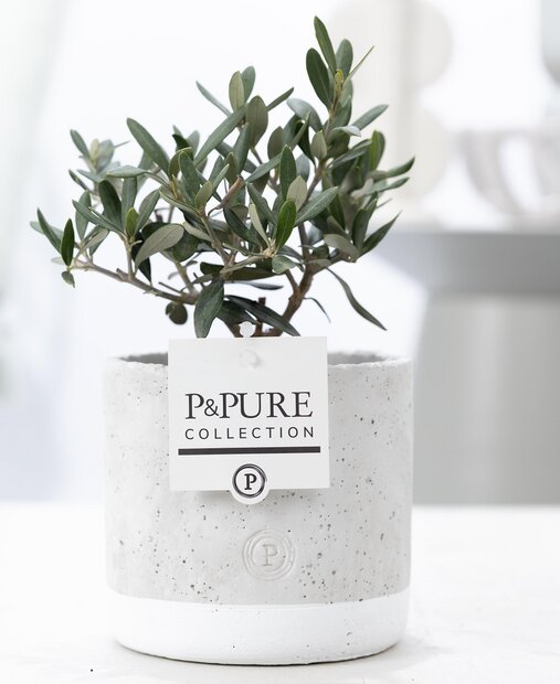 Olijfboompje cadeau met grijze betonnen pot