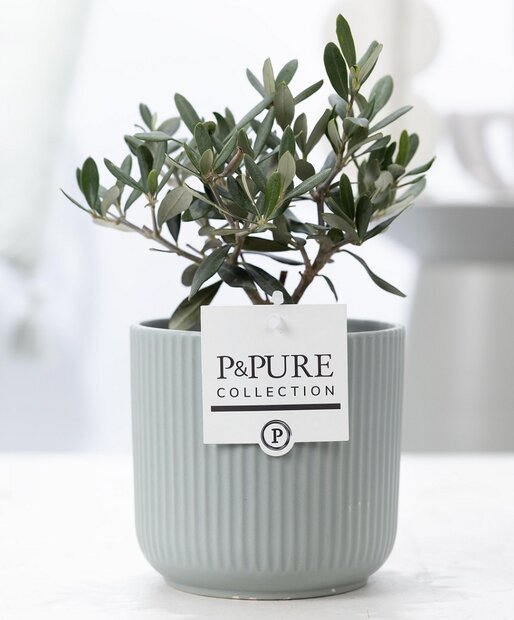 Olijfboompje cadeau met groene mooie pot